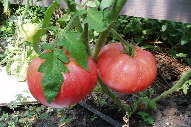 Great Warrior - Grandes variétés de tomates pour la région de Moscou