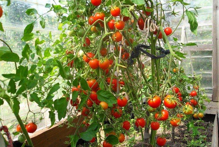 Peterhof - Les meilleures variétés de tomates en pleine terre dans la région de Moscou