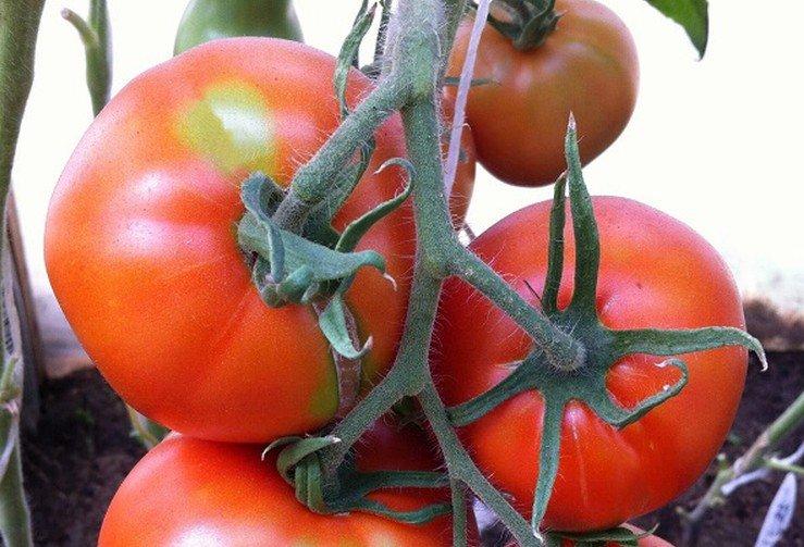 Tamara - Les meilleures variétés de tomates en pleine terre dans la région de Moscou