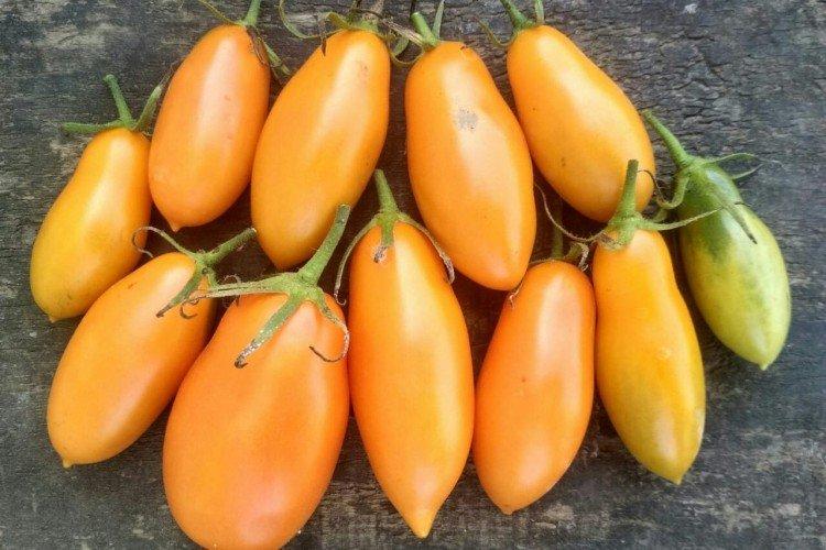 Midas - Variétés de tomates pour serres et serres à film