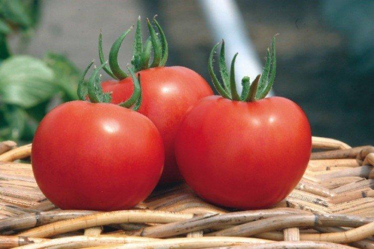 Dessous de plat - Variétés de tomates pour serres et serres à film