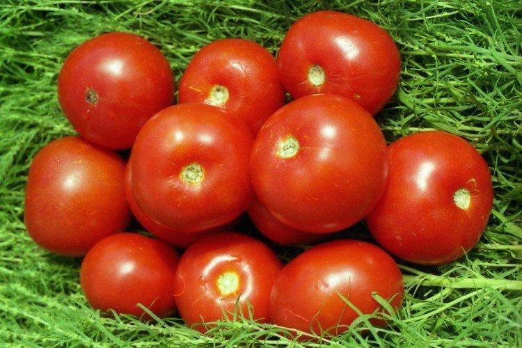 Maturation précoce de Volgograd - Variétés précoces de tomates pour serres