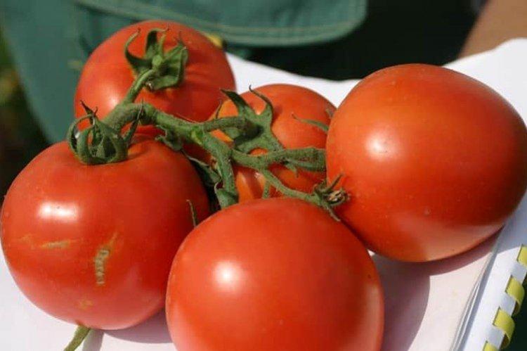 Druzhok - Variétés précoces de tomates pour serres