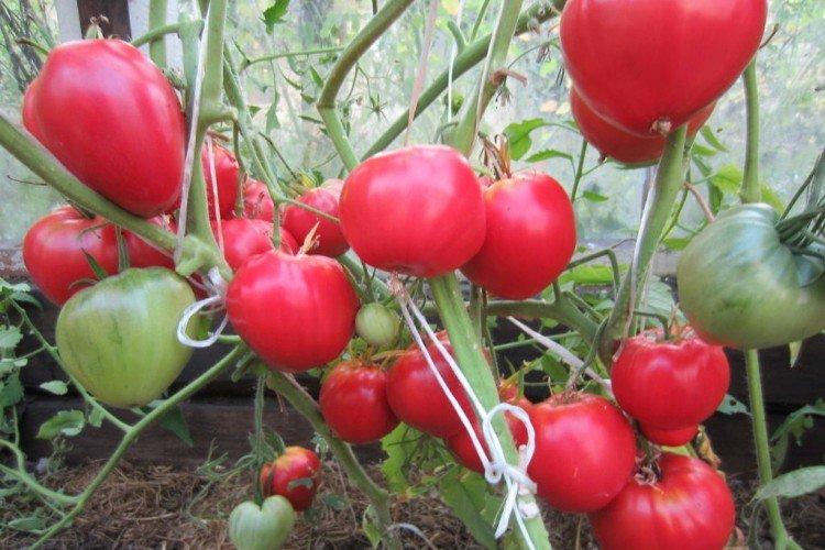 Danko - Variétés de tomates pour serres qui ne nécessitent pas de pincement