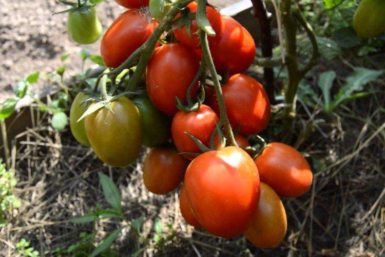 Hyperbola - Variétés de tomates pour serres qui ne nécessitent pas de pincement