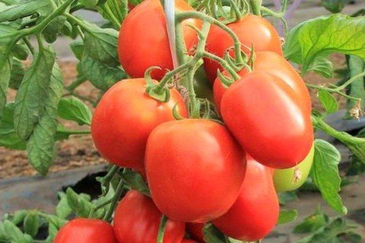 Douceur des enfants - Variétés de tomates pour serres qui ne nécessitent pas de pincement