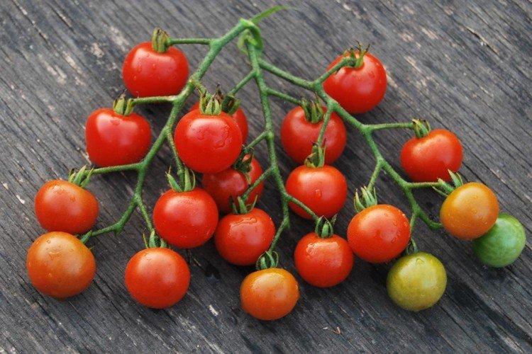 Bouquet sucré - Les meilleures variétés de tomates pour les serres de la région de Moscou
