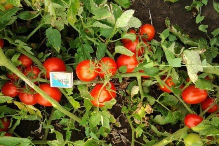 Alenka - Les meilleures variétés de tomates pour serres de la région de Moscou