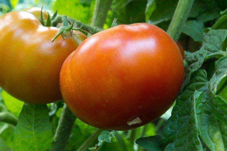 King of the Early - Les meilleures variétés de tomates de serre pour l'Oural et la Sibérie