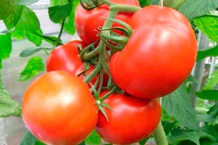 Ajouré - Les meilleures variétés de tomates de serre pour l'Oural et la Sibérie