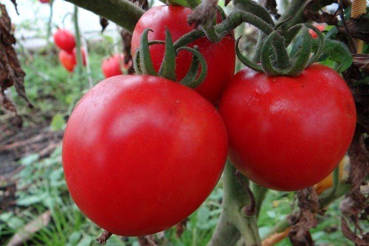 Devinette - Variétés de tomates à faible croissance