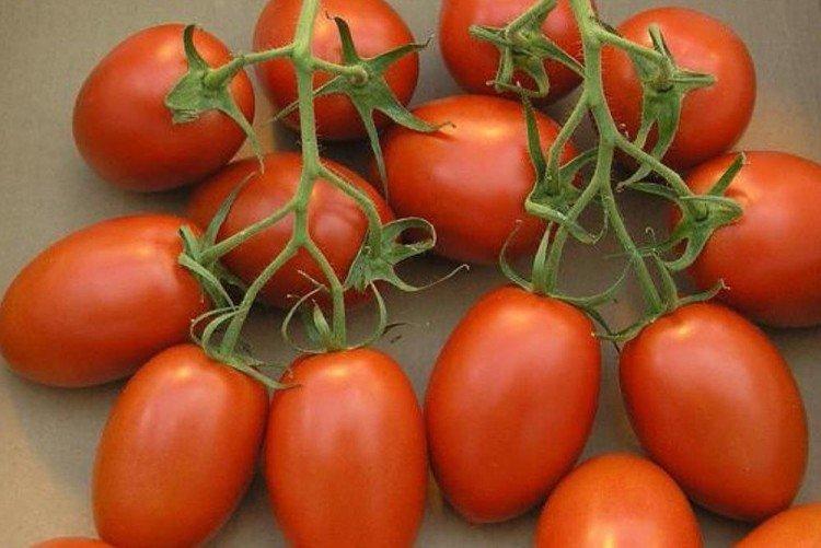 Enfants - Variétés de tomates à faible croissance