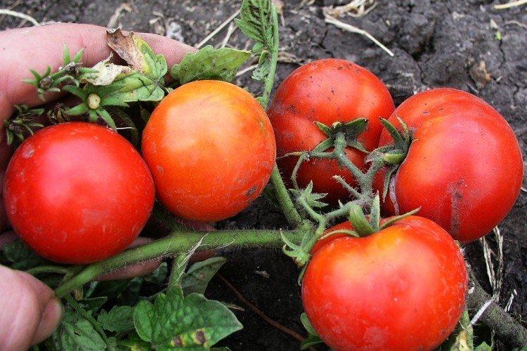 Boni MM - Les meilleures variétés de tomates en pleine terre