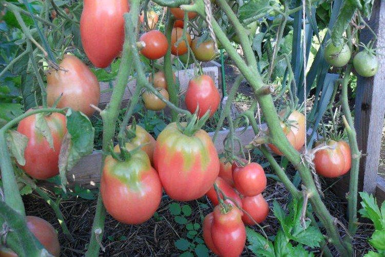 Persil le jardinier - Les meilleures variétés de tomates en pleine terre