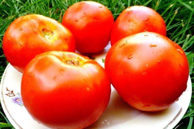 Garniture blanche - Les meilleures variétés de tomates pour la région de Moscou