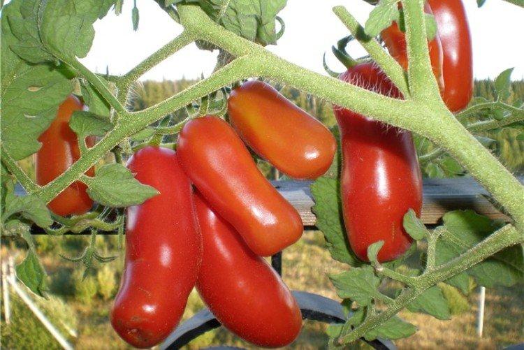 Gnome gai - Les meilleures variétés de tomates pour la région de Moscou