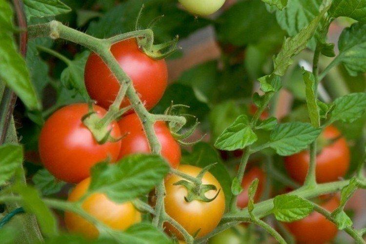 Talalikhin - Les meilleures variétés de tomates pour l'Oural