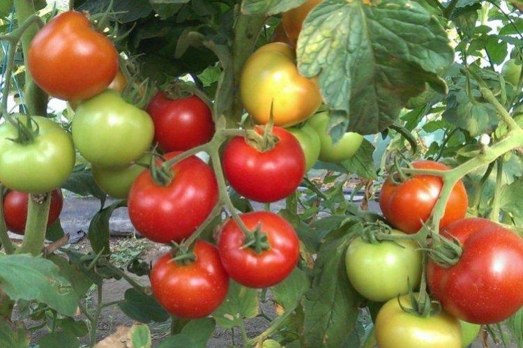 Martha - Les meilleures variétés de tomates pour la région de Léningrad