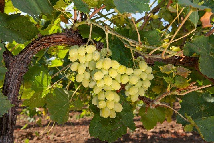 Aligote - Cépages pour vin blanc