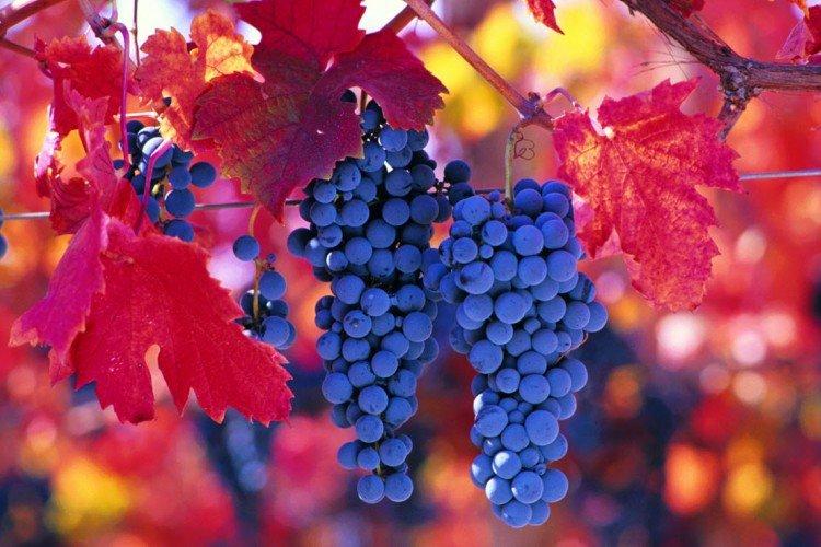 Carmenere - Cépages d'élite pour le vin
