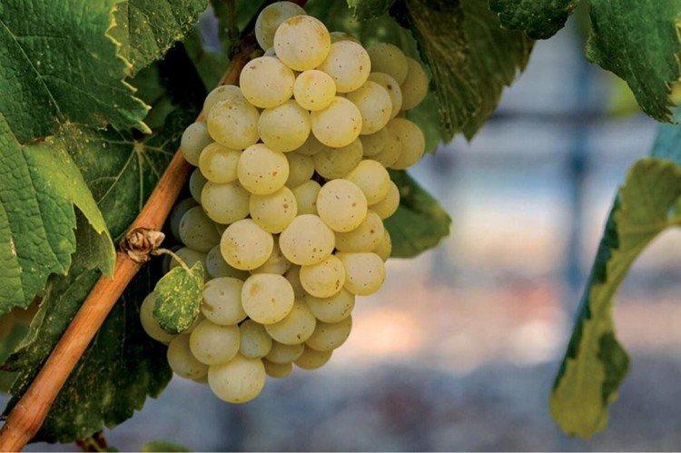 Albariño - Cépages d'élite pour le vin
