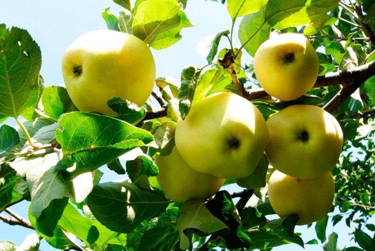 Papirovka - Variétés estivales de pommiers pour la région de Moscou