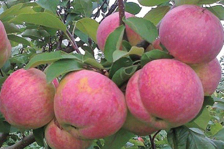 Titania - Variétés de pommes rouges pour la région de Moscou