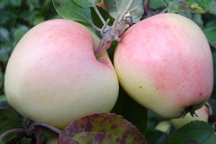 Riga Dove - Les variétés de pommes les plus sucrées