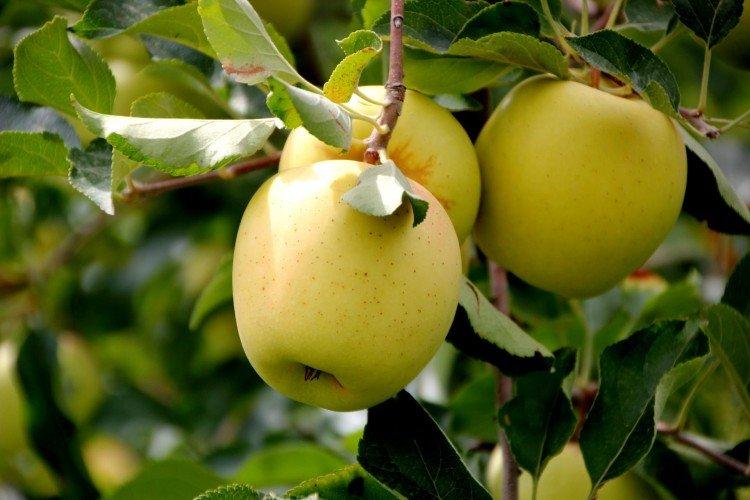 Golden Delicious - Variétés de pommes vertes au rendement le plus élevé