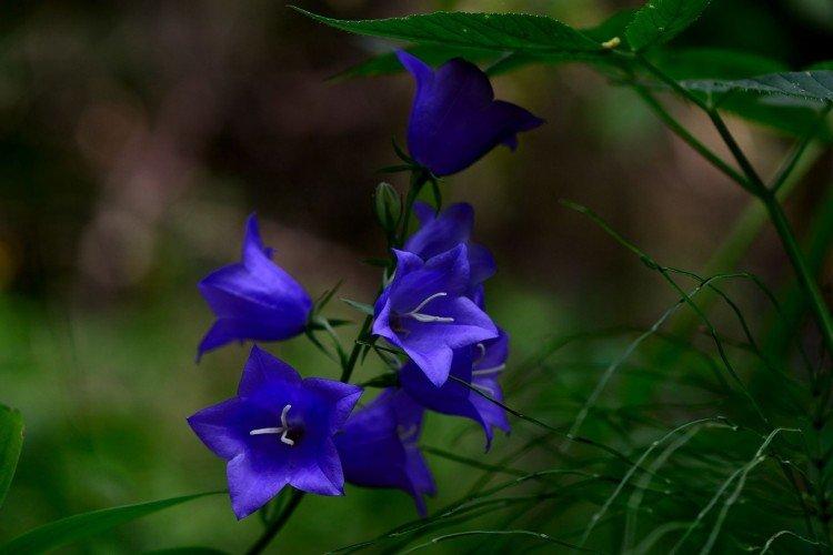 Campanule - Prairie et fleurs sauvages