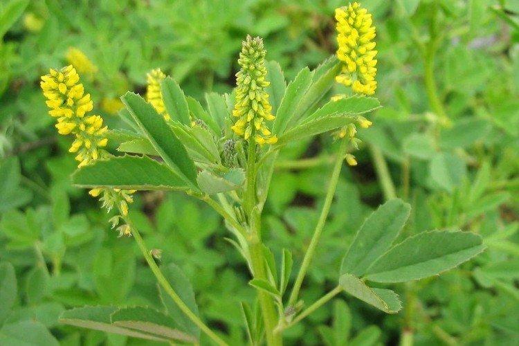 Melilot - Prairie et fleurs sauvages