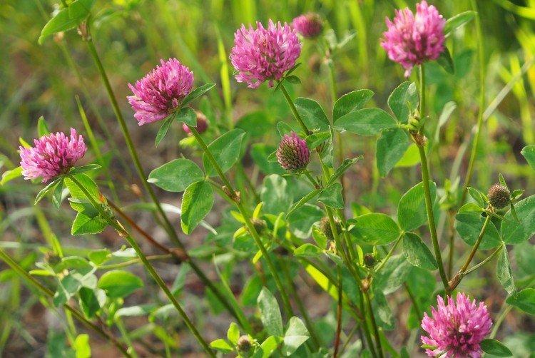 Trèfle - Prairie et fleurs sauvages