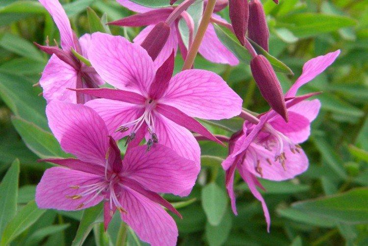 Épilobe - Prairie et fleurs sauvages