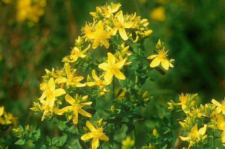 Millepertuis - Prairie et fleurs sauvages