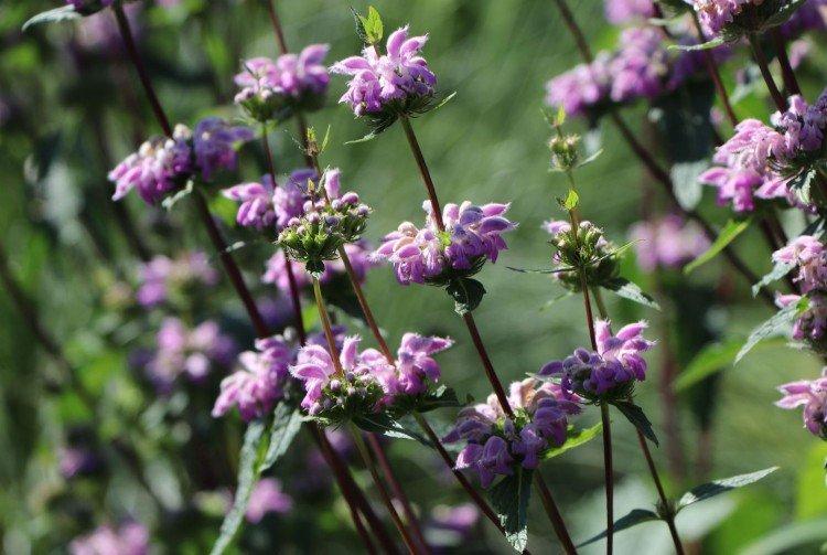 Zopnik - Prairie et fleurs sauvages