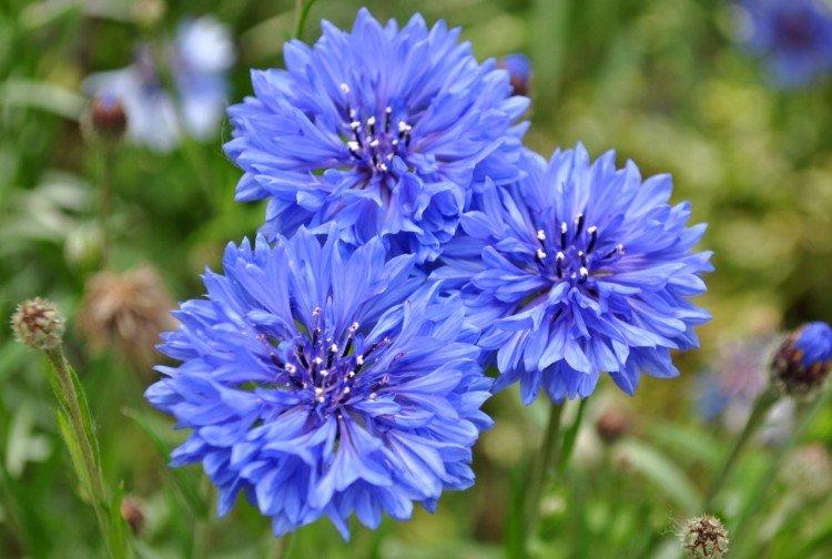 Bleuet - Prairie et fleurs sauvages