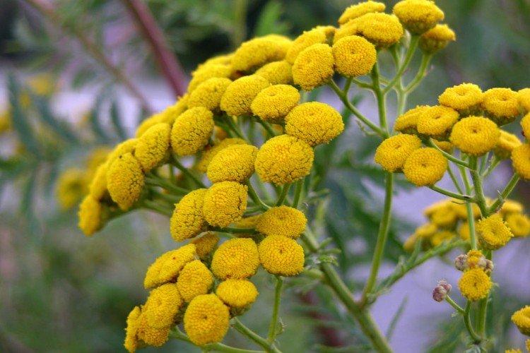 Tansy - Prairie et fleurs sauvages