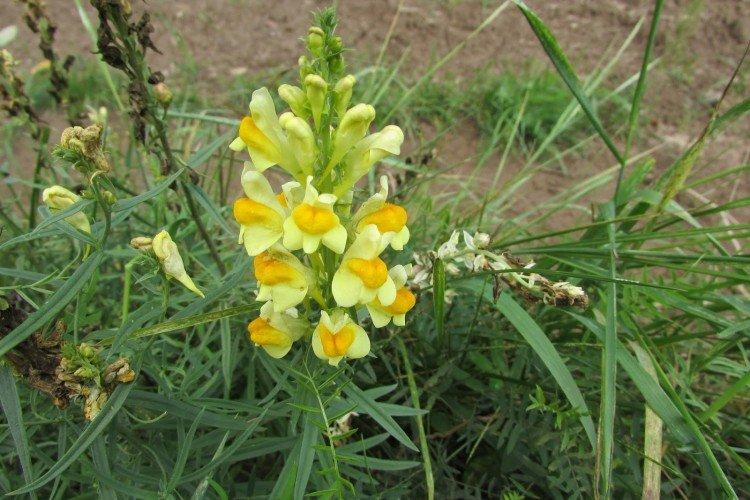 Linaire - Prairie et fleurs sauvages