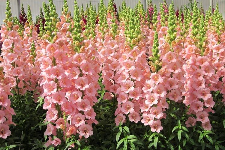 Variétés géantes - Espèces Snapdragon