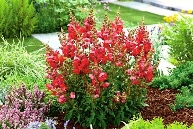 Variétés de taille moyenne - Espèces Snapdragon