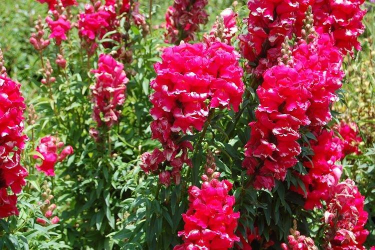 Engrais et alimentation - Snapdragon Care