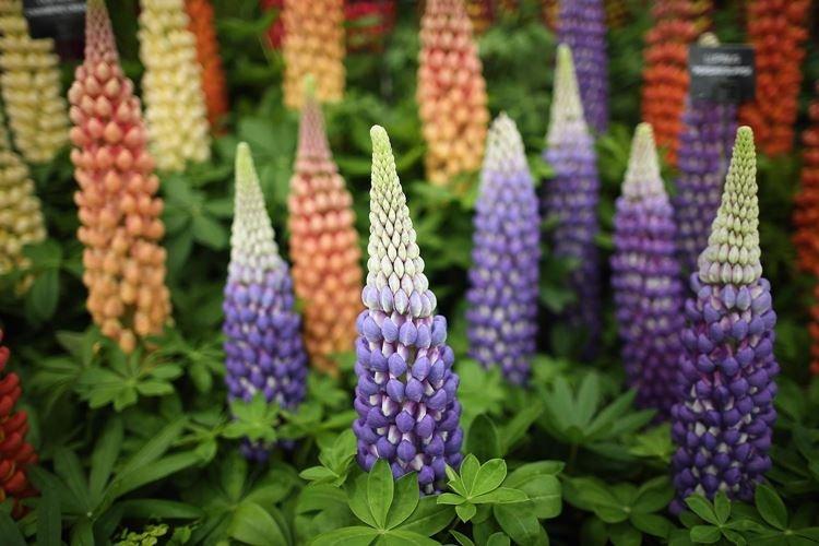 Informations générales - Lupin