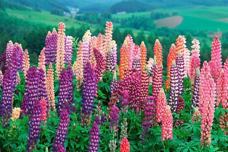 lupin arboricole