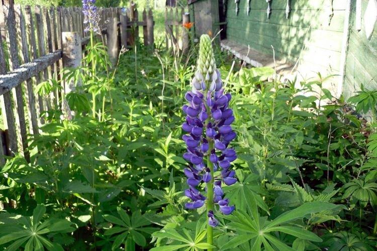 Température et éclairage - Lupin Care