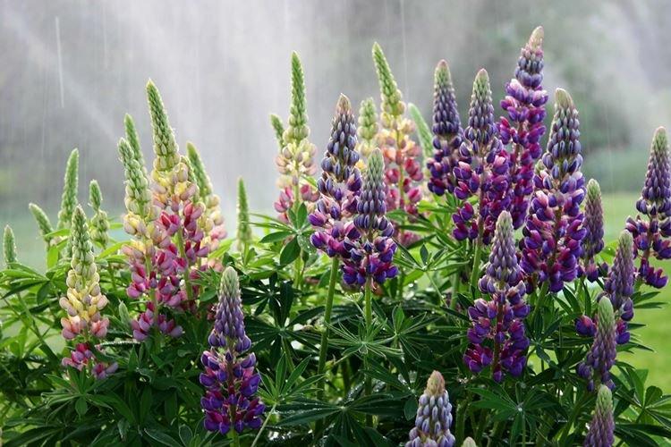 Arrosage - Lupin Care