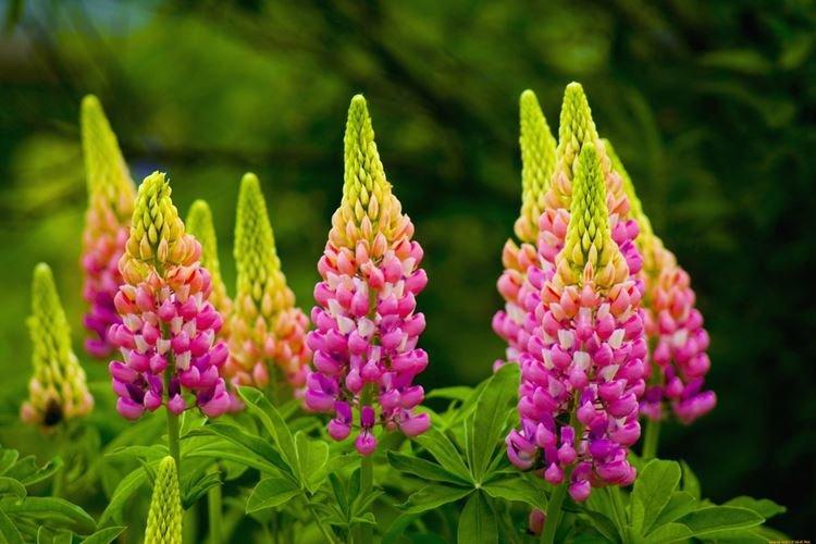 Lupin - photo