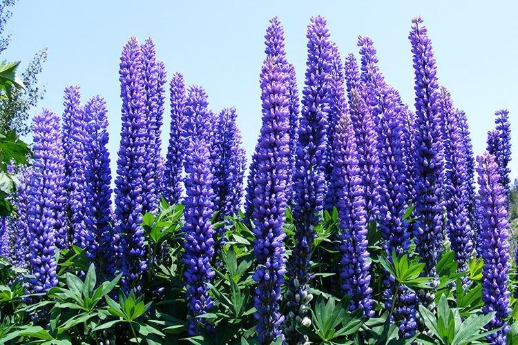 Lupin - photo