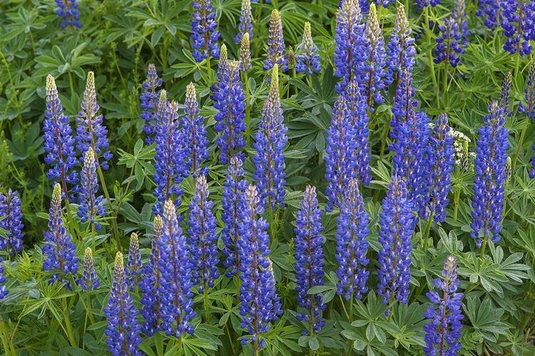 Lupin - photo