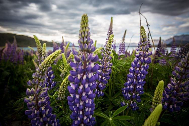 Lupin - photo