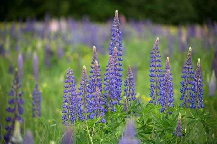 Lupin - photo